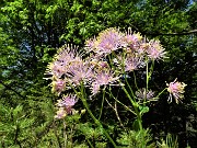 57 Thalictrum aquilegifolium  (Pigamo colombino) nel bosco